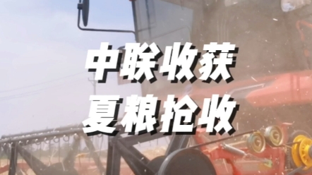 河南麥?zhǔn)帐墙鹕溊耍w粒歸倉(cāng)的豐收景象，卻因連日陰雨導(dǎo)致小麥