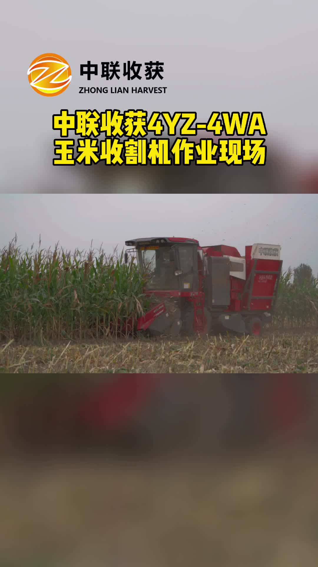 玉米收獲機經銷商廠家為你展示玉米機作業現場，歡迎你來了解；2